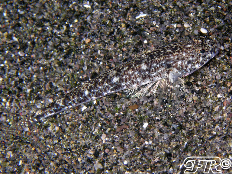 Pomatoschistus marmoratus da Sorrento
